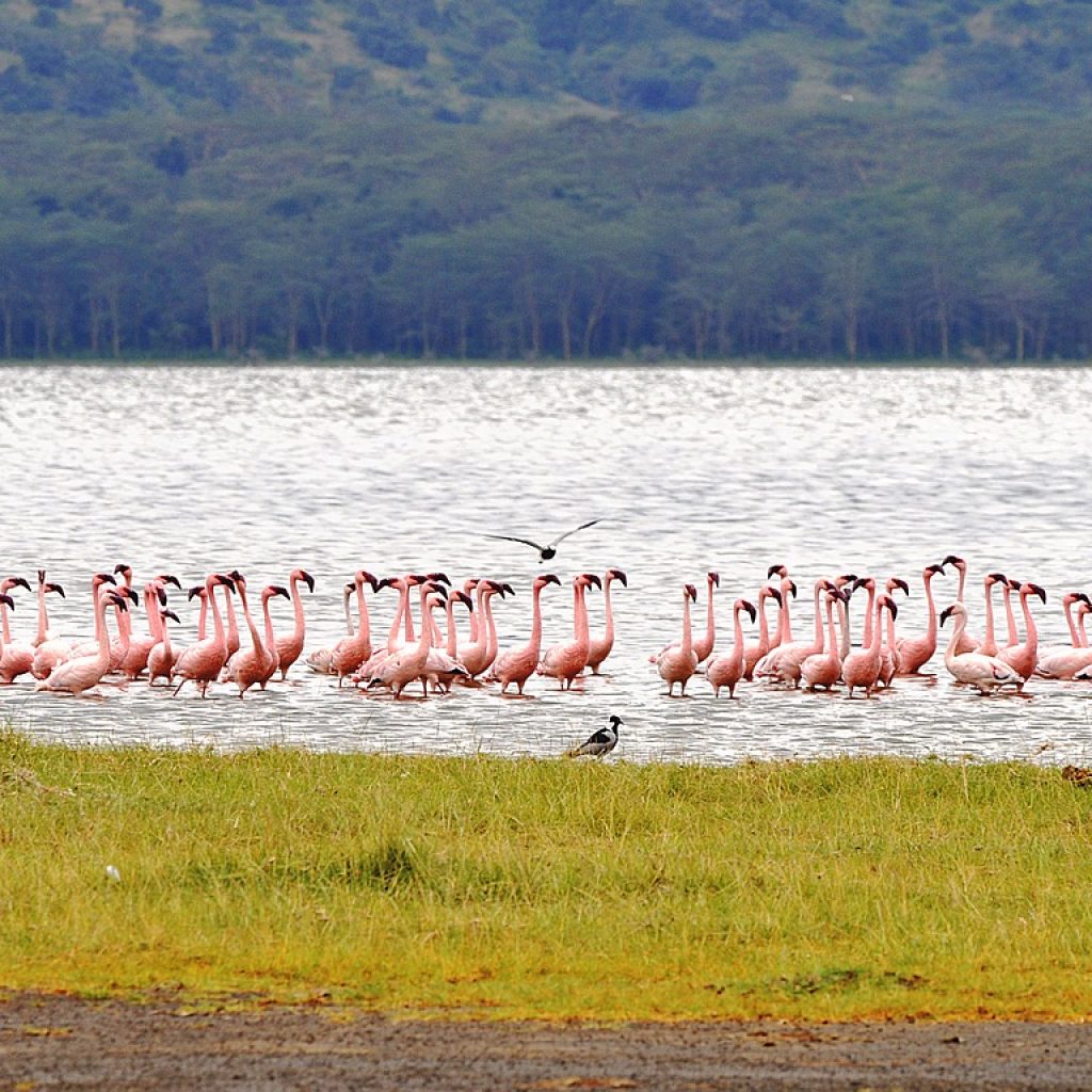 flamingo, kenya, nakuru