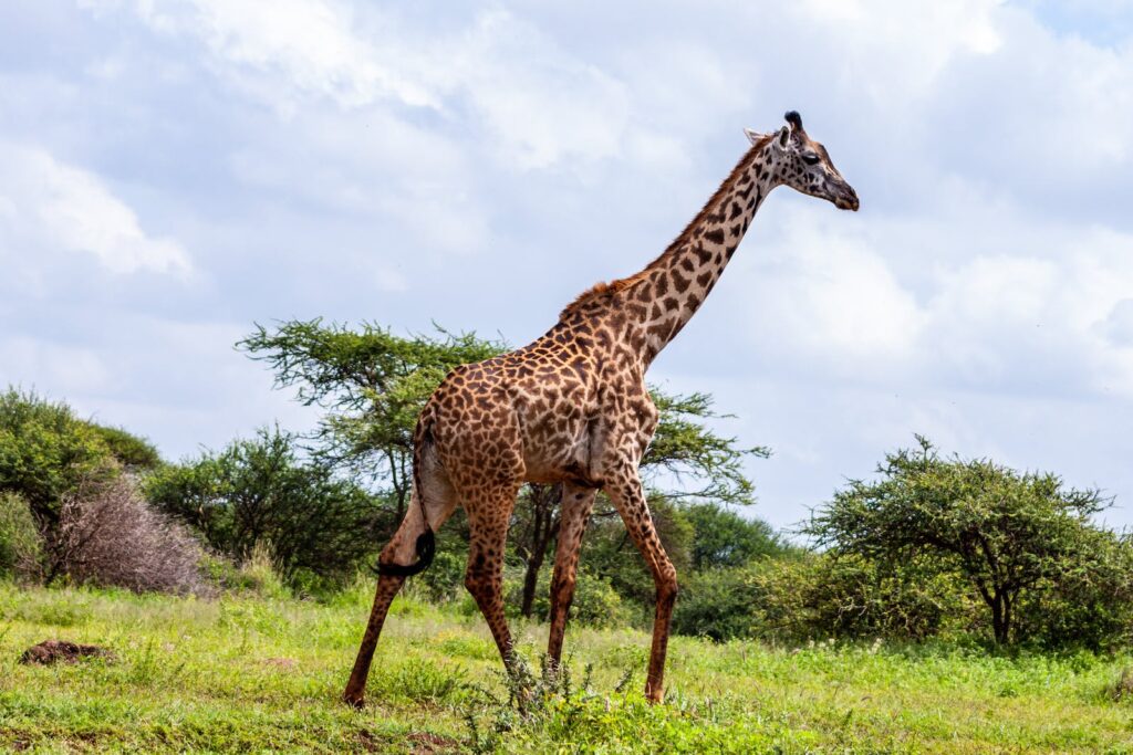 Giraffe Standing on Grass Field