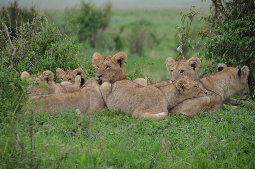 A pride of lion cubs resting on the grass in the vibrant African savannah.